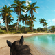 A first person screenshot of what one of the beaches in the game looks like, featuring palm trees and white sand.